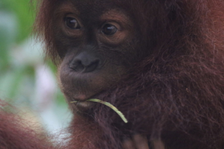 Of course we were happy to see the Orangutans from closer than the day before, but it nevertheless felt kind of wrong to come into their natural habitat and interrupt their peaceful life. Bukit Lawang jungle trek thefreesurfer.com orangutan baby