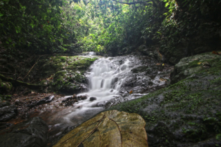 We kept trekking in silence for a while. Going into another direction than the group before, and were enjoying the quietness and beauty of nature surrounding us. Bukit Lawang jungle trek thefreesurfer.com waterfall