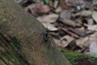 And there are many more big and special animals living here than just Orangutans. (And yes, the ants are as big as it looks on the picture.) Bukit Lawang jungle trek thefreesurfer.com huge ant