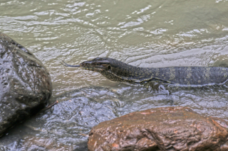 It was not until I got out of the water, before I saw with whom I shared it! Bukit Lawang jungle trek thefreesurfer.com monitor lizard