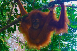 while the Orangutans watched every move. The obviously know that humans in there forest means an easy meal. Bukit Lawang jungle trek thefreesurfer.com orangutan baby