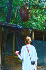 And so we went back to (jungle)-business as usual. With our two new friends still sitting above our abandoned tent. Bukit Lawang jungle trek thefreesurfer.com orangutan baby