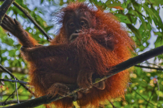 They got rained on as well. And it maybe took them a few minutes longer than usual to really wake up. But they didn’t seam to care for a thing in the world. Bukit Lawang jungle trek thefreesurfer.com orangutan baby