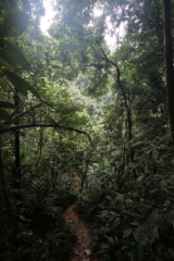 As the river was still to high, we couldn't raft back as planed. Another few hours of hiking…one last time Bukit Lawang jungle trek thefreesurfer.com