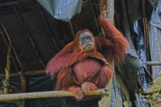 Bukit Lawang jungle trek thefreesurfer.com