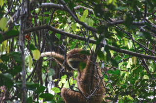 We were not long in the jungle, before we saw some Gibbons up in the trees. Bukit Lawang jungle trek thefreesurfer.com gibbon
