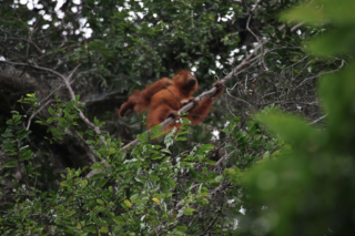 And the first Orangutan we saw was so high up, I felt it was the right decision. Bukit Lawang jungle trek thefreesurfer.com orangutan